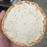 Спілка Художнього Тероризму імені Прикольної Хуйні