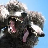 ПЕРЕЕЗД | 🌴М3ТТИ МИТГРАЙНДЕР ЧОТА ПИЗДИТ вместе са своей мамай хд🛸