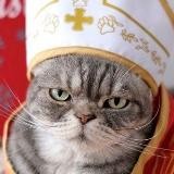 КоТолик🐾