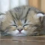 КОТЯ В ШОКЕ🤟😻