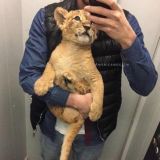 𝑂𝑝𝑝𝑖𝑖𝑢𝑢𝑚