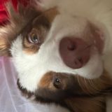 Болталка обыкновенная