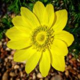 Цветочные побасёнки