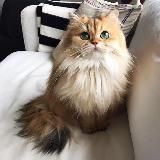 Сертификаты x iOS |тик ток на айфон