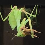 Невзоровский кружок