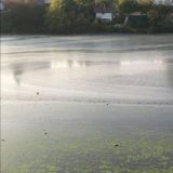 Экологическая катастрофа в Николо-Хованском