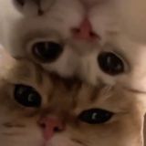 Мой тикток для чикибамболейликов🧎♀️🧎♀️🧎♀️