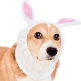 Успешный Кролик/Финансы/Бизнес/Инвестирование