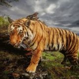 Чат блошиного рынка Тигры