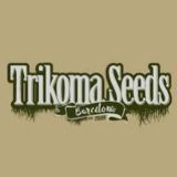 Trikoma Seeds