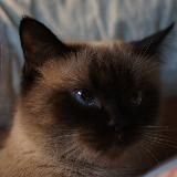 𝐁𝐎𝐔𝐍𝐃𝐋𝐄𝐒𝐒 𝐃𝐎𝐆𝐒🔥