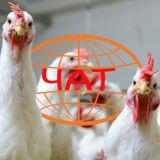 Чат НПК "Фарминдустрия" (птицеводство)