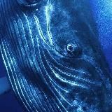Синий кит🐳