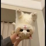 🌐 Links de grupos y Canales 🪁