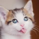 Собака Улыбака