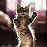 Tiktok foto xxx video