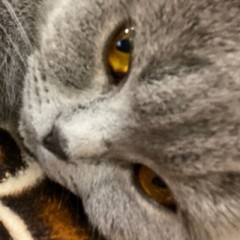 Креветки 🦐