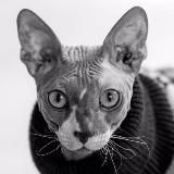 Counter-Strike по полочкам