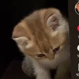 • 𝚃𝚛𝚊𝚍𝚎 𝚊𝚍𝚘𝚙𝚝 𝚖𝚎 | 𝚖𝚖2 •