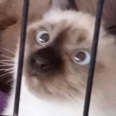 МАТРИАРХАТ