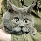 Fludiko (БСники, семейники)