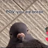 смотри, какой нашла тикток