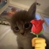 мемные стикеры