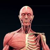 Анатомия как смысл жизни.