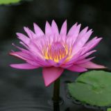 арена для взрослых 🌸