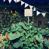 Огород на Карповке