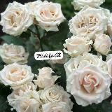 Нашиды 🎶 и Коран