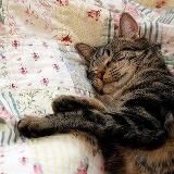 .。.:*・゜kitty go.。.:*・゜゚・・* ♡