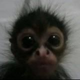 гифки,фоны с обезьянами🐒