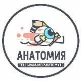 Анатомия