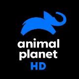 Animal Planet