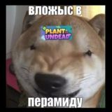 вип лудка казаха