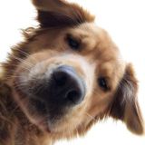 🐾 animals grooming🐾