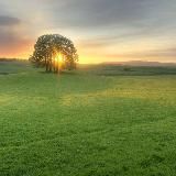 Zелёный горизонт