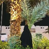 أم الأسود