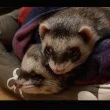 Стєпан ✞ Сімьон