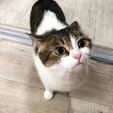 саломанчик