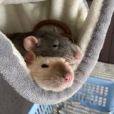 rats.mkl общаемся!💗