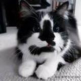 • описания для тт ✿✧. ♡