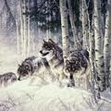 Стая Волков777 КРАСНОЯРСК