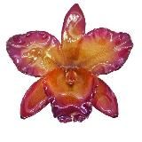 Фейский 🧚♀️ Календарь