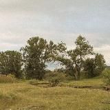 кнопоська пикчерс