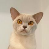 Бурма европейская RoyalBurm