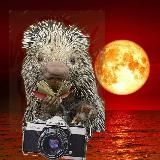 Пожилой, Отшельник, Дикобраз