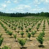 МЕВАЛИ ВА МАНЗАРАЛИ КУЧАТЛАР🌲🍐🍎🍇🍋🍒 https:// .