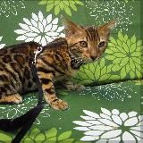 Мысли Котенка - Crypto